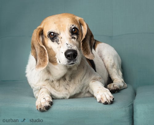DAISY - F - Beagle available for adoption