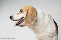 Daisy - F - Photo 5