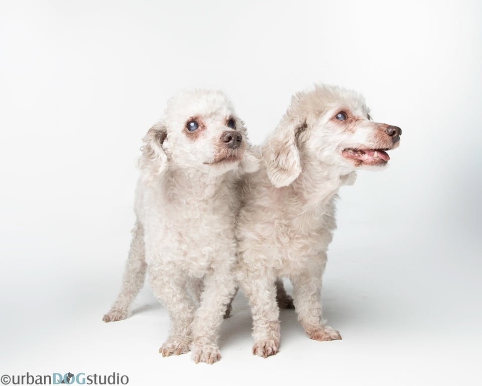 Bonded Pair - Hazel & Henry Image
