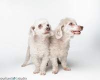 Bonded Pair - Hazel & Henry - Photo 1