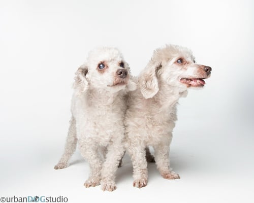 BONDED PAIR - HAZEL & HENRY - Pekingese / Poodle (T-Cup) for adoption in St. Petersburg