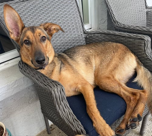 KONA - F - German Shepherd Dog / Hound available for adoption