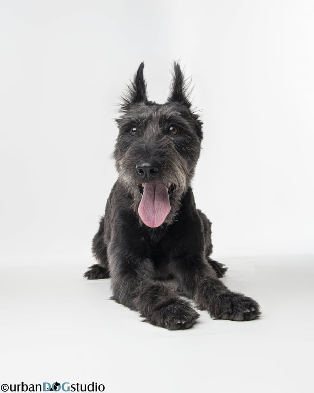 Zoey - F Image