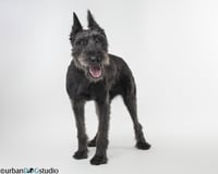 Zoey - F - Photo 2