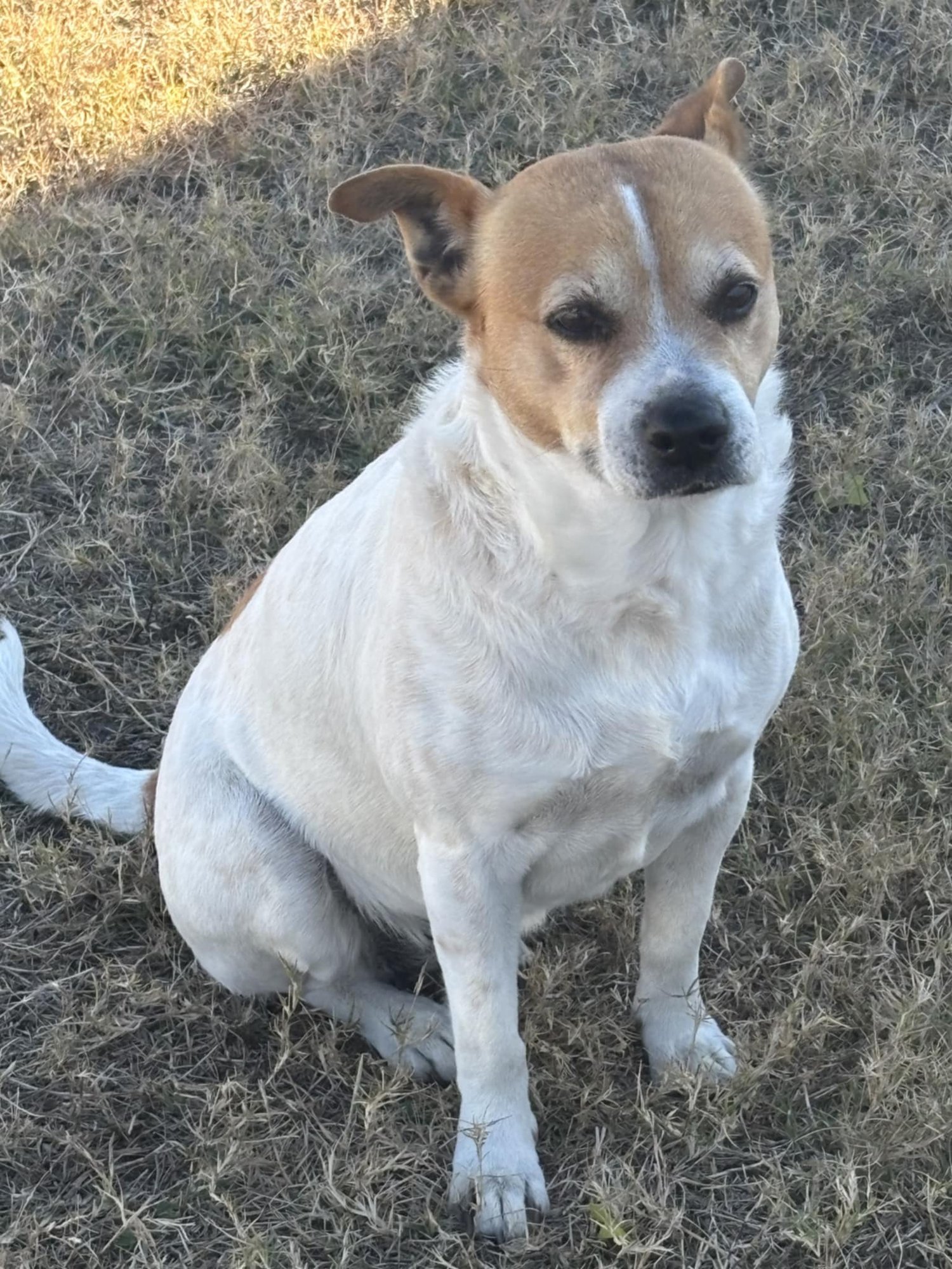 GRACEE - F - Beagle available for adoption