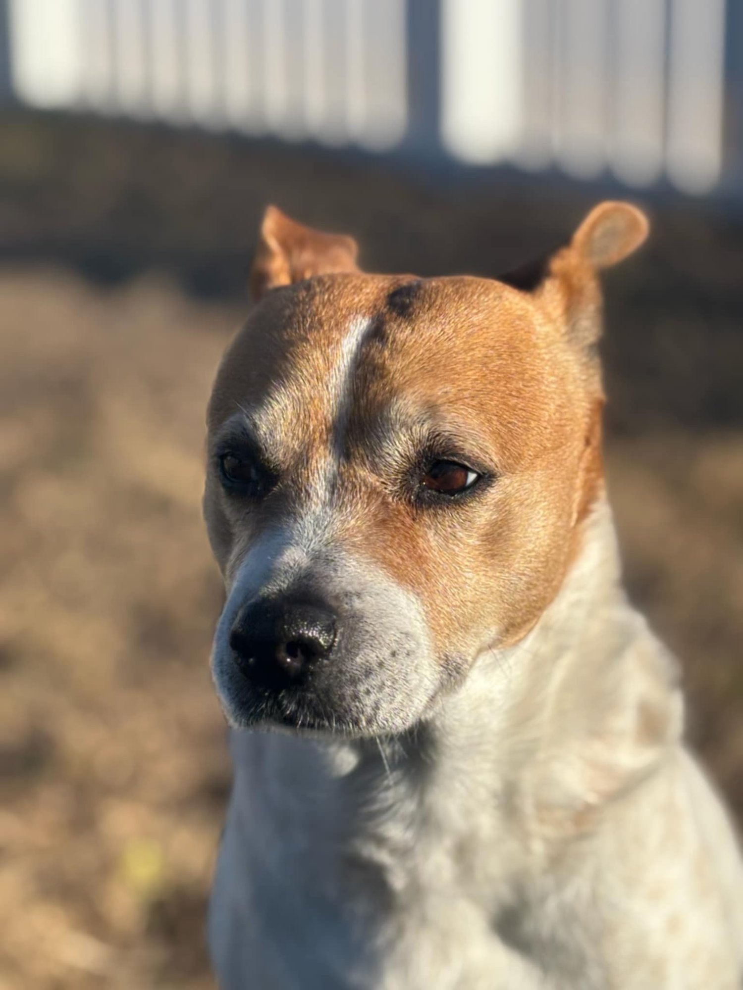 GRACEE - F - Beagle available for adoption