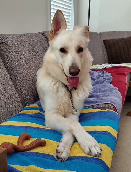 AXEL - M