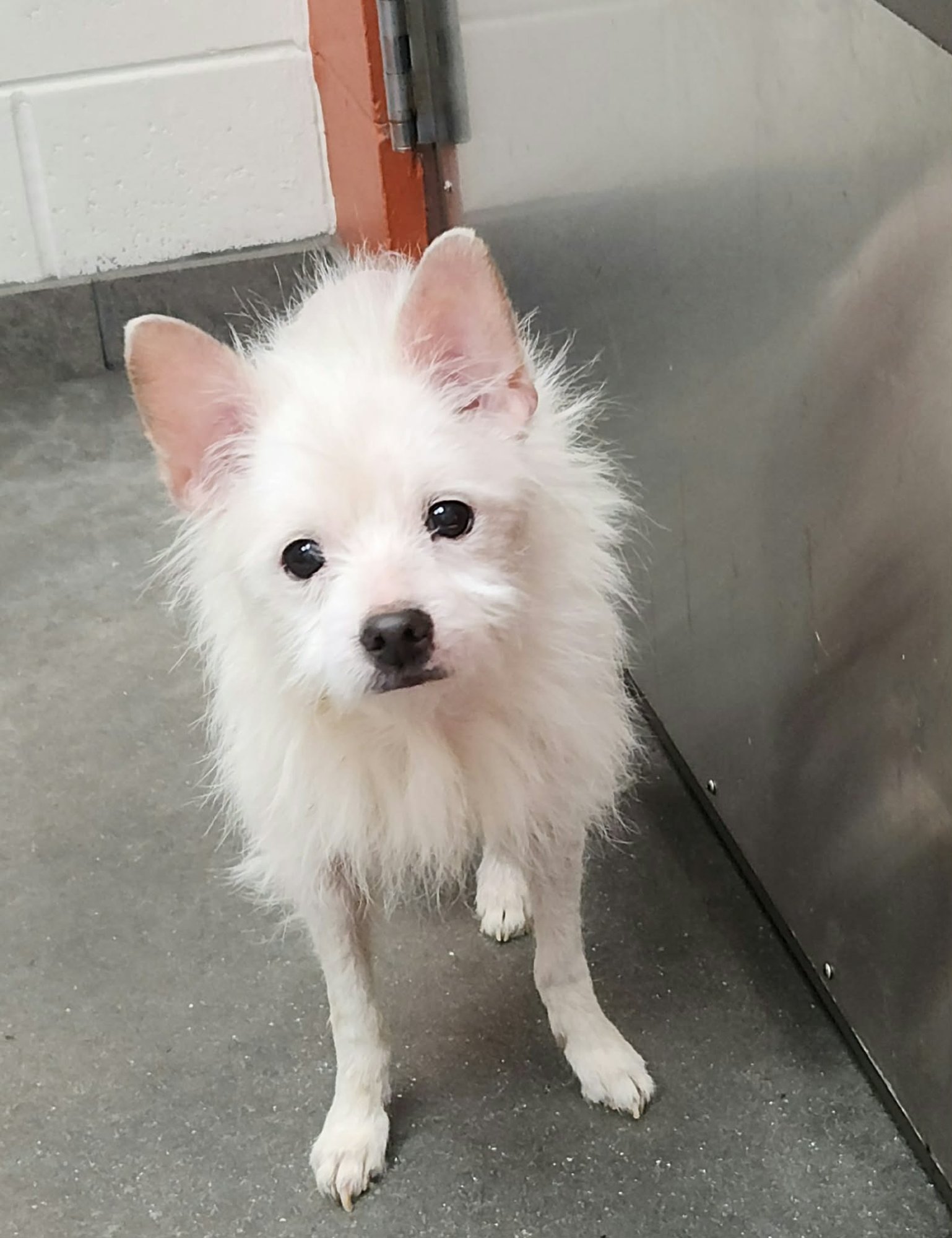 BIJOU - M - Chihuahua available for adoption