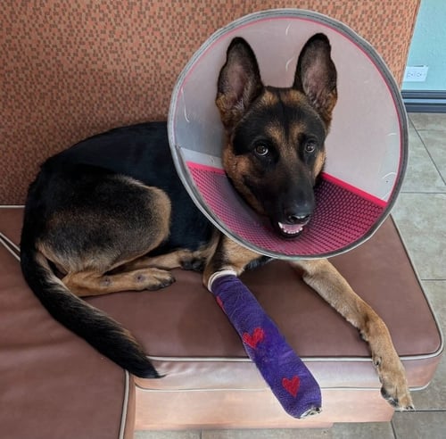 DIXIE - F - German Shepherd Dog for adoption in St. Petersburg