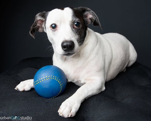 CHEERIO - M - Basset Hound for adoption in St. Petersburg