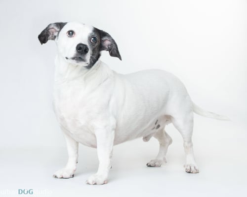 CHEERIO - M - Basset Hound available for adoption