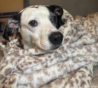 Cheerio - M - Photo 5