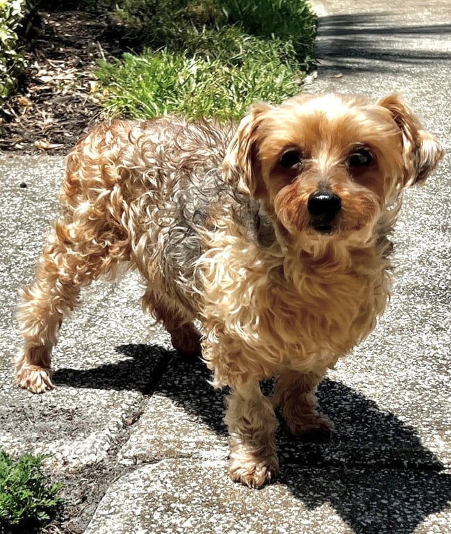 Louie - M Image