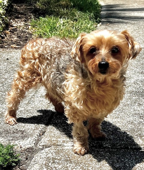 LOUIE - M - Yorkshire Terrier Yorkie / Maltese for adoption in Clearwater