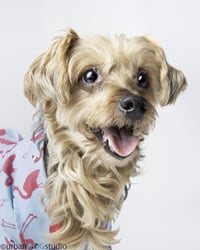Louie - M - Photo 1