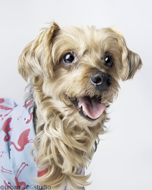 LOUIE - M - Yorkshire Terrier Yorkie / Maltese for adoption in St. Petersburg