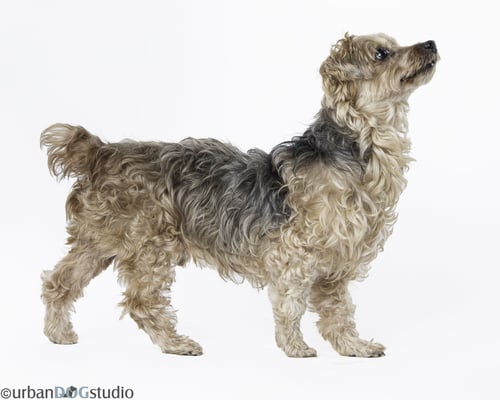 LOUIE - M - Yorkshire Terrier Yorkie / Maltese available for adoption