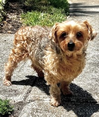 Louie - M - Photo 5