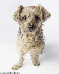 Louie - M - Photo 4