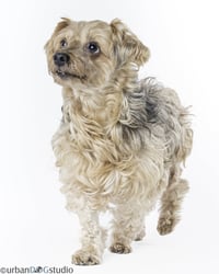 Louie - M - Photo 3