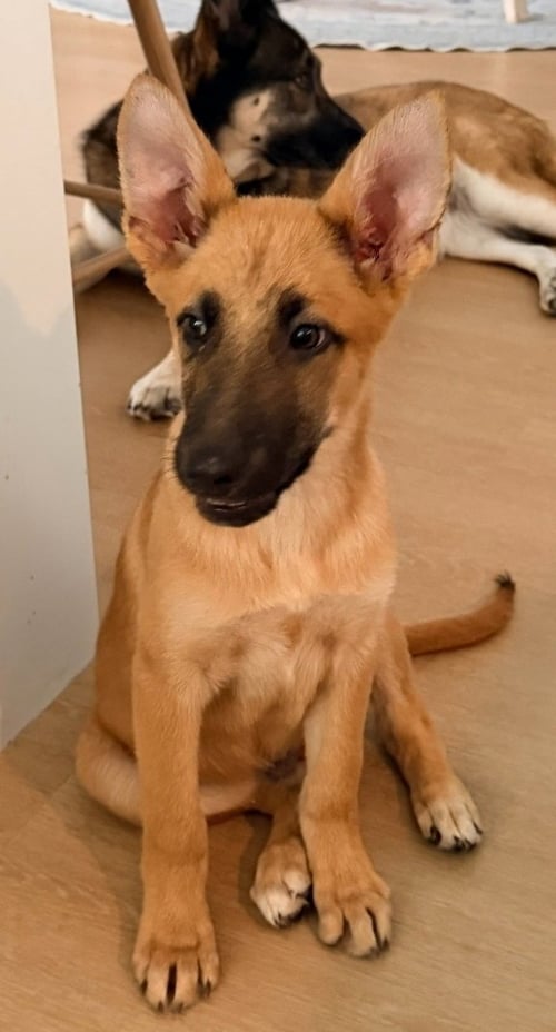 ROCKY - M - German Shepherd Dog for adoption in St. Petersburg