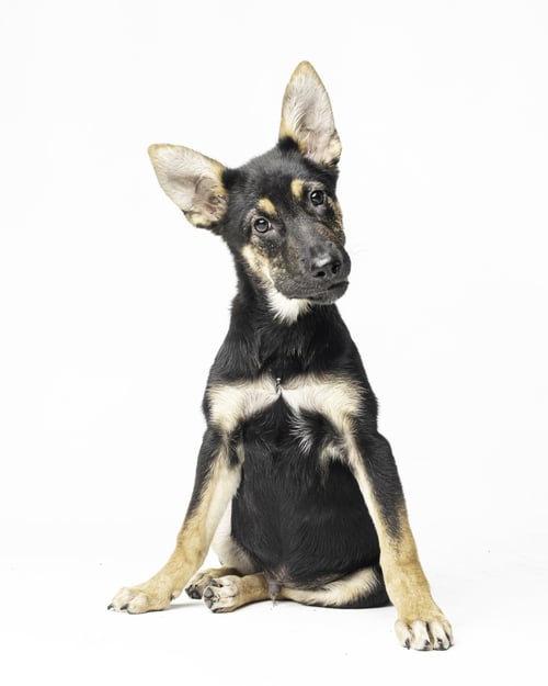 STONEY - M - German Shepherd Dog for adoption in St. Petersburg