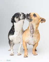 Bonded Pair - Ryver & Ryder - Photo 3