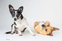 Bonded Pair - Ryver & Ryder - Photo 2