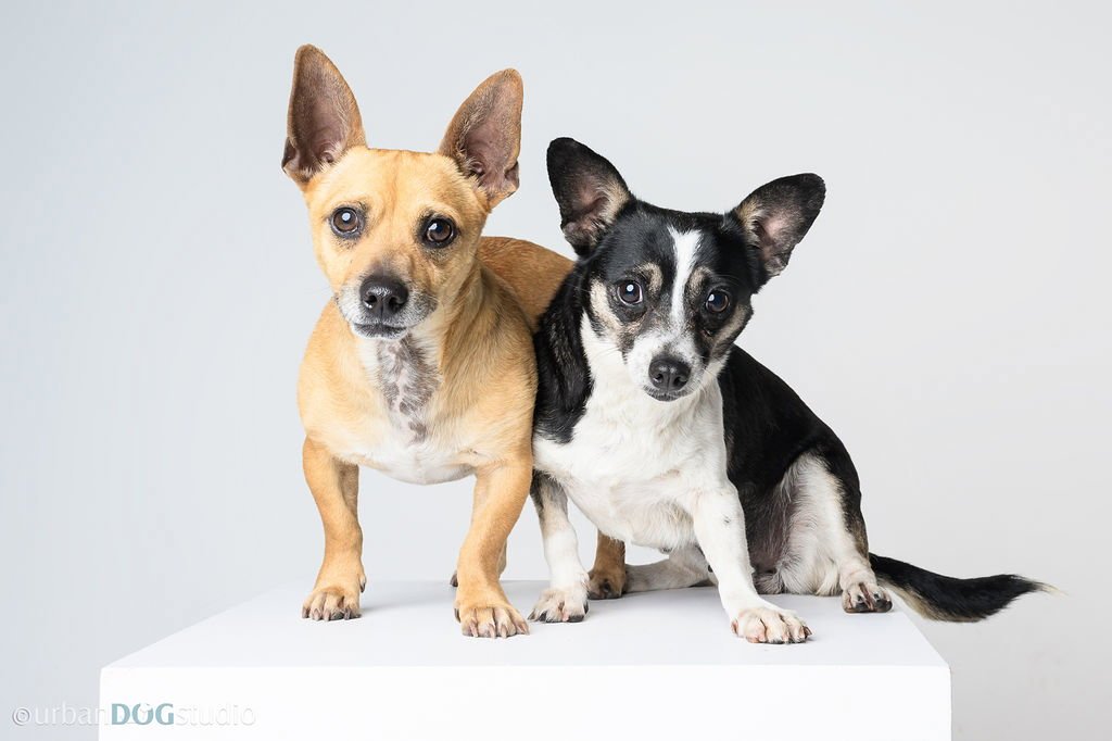 Bonded Pair - Ryver & Ryder Image