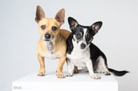 Bonded Pair - Ryver & Ryder - Photo 1