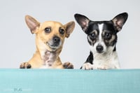 Bonded Pair - Ryver & Ryder - Photo 4