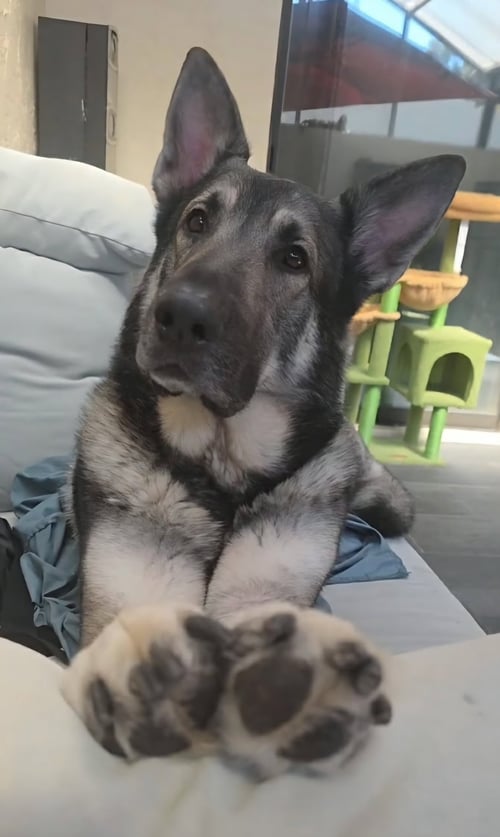 KATO -M - German Shepherd Dog for adoption in Clearwater