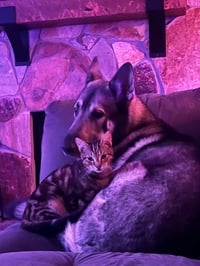 Kato & Friend - Bonded Pair - Photo 2