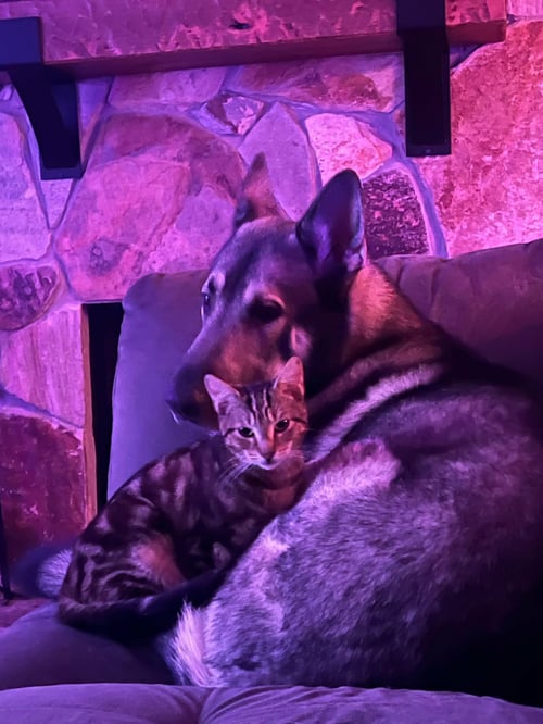 KATO & FRIEND - BONDED PAIR - German Shepherd Dog available for adoption