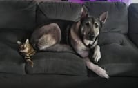 Kato & Friend - Bonded Pair - Photo 1
