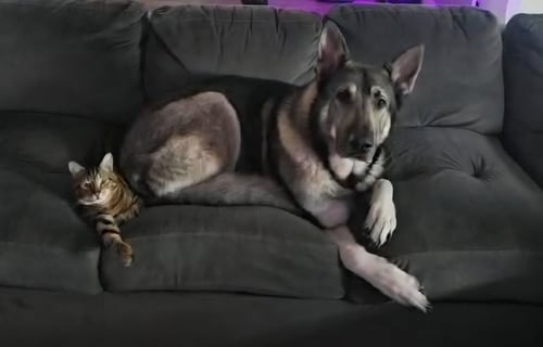 KATO & FRIEND - BONDED PAIR - German Shepherd Dog for adoption in St. Petersburg