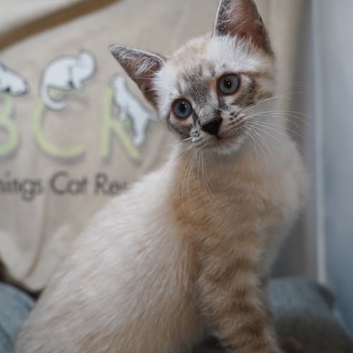 TANGO - Siamese / Domestic Short Hair available for adoption