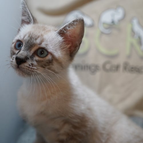 TANGO - Siamese / Domestic Short Hair available for adoption