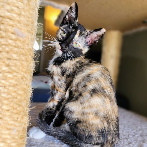 ELOISE