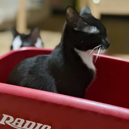 MACARONI - Tuxedo / Domestic Short Hair available for adoption