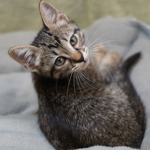 DEWDROP AKA DEWEY
