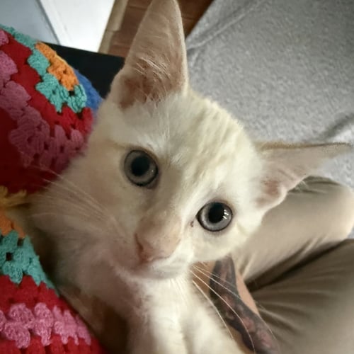 GOLDIE - Siamese / Domestic Short Hair available for adoption