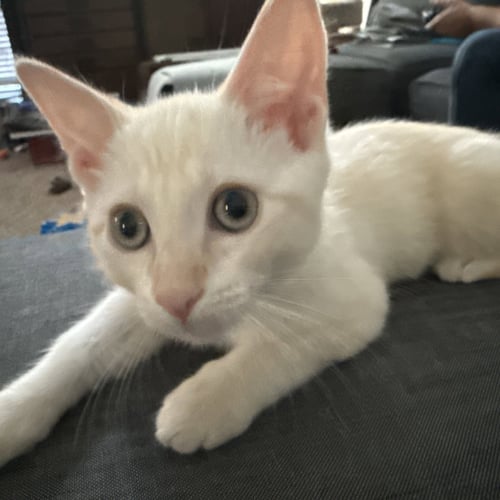 GOLDIE - Siamese / Domestic Short Hair available for adoption