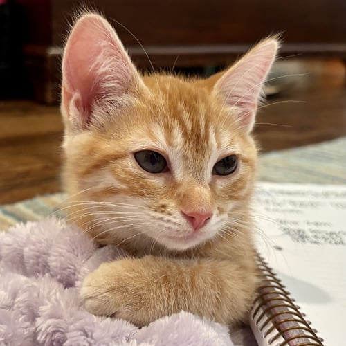 GINGER - Tabby / Domestic Short Hair available for adoption