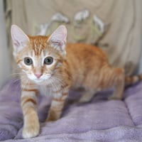 Ginger - Photo 2
