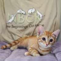 Ginger - Photo 3