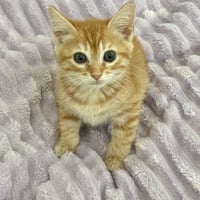 Ginger - Photo 4