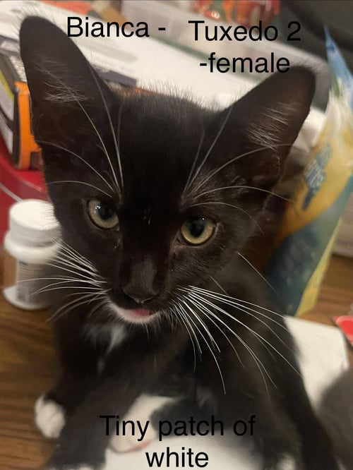 BENJI - Tuxedo / Domestic Short Hair for adoption in Richardson
