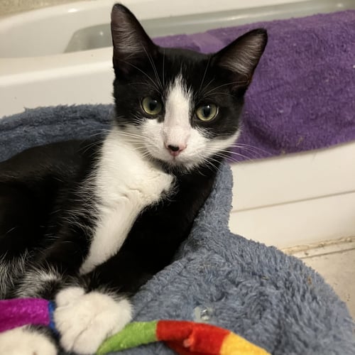 BENJI - Tuxedo / Domestic Short Hair available for adoption