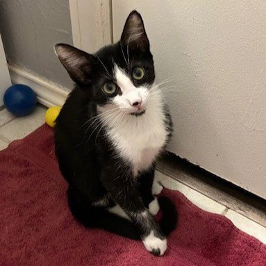 BENJI - Tuxedo / Domestic Short Hair available for adoption
